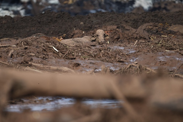 Helicóptero sobrevoa área do desastre do rompimento da barragem em Brumadinho, neste sábado (26) — Foto: Douglas Magno/AFP Helicóptero sobrevoa área do desastre do rompimento da barragem em Brumadinho, neste sábado (26) — Foto: Douglas Magno/AFP